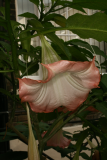 Brugmansia suaveolens 'Pink Beauty' RCP8-2014 244.JPG